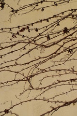 wall ivy Moth Crawl branch