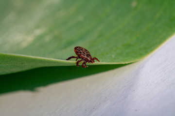 A dangerous parasite and infection carrier mite
