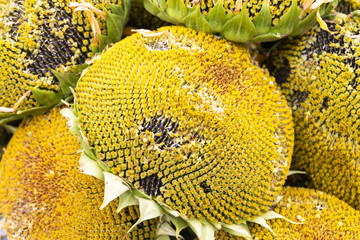 Raw seeds in sunflower. Ripe seeds in a sunflower as harvest concept.