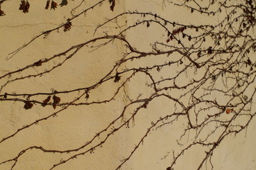 wall ivy Moth Crawl branch