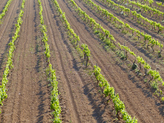 Fototapeta na wymiar Rows of grape vines in the vineyard. Vilanova i la Geltru, Barcelona.