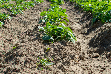 potato plantations grow in the field. vegetable rows. crops