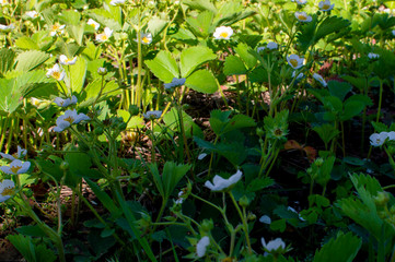 A strawberry flowers with white petals and a yellow middle. The shadow divides the image into two...