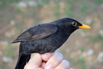 Birds of the Mediterranean mountains
