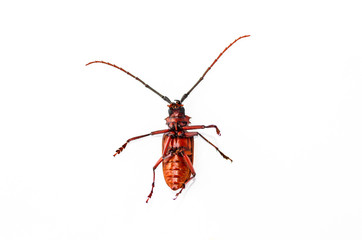 Big rusty beetle isolated tip over on a white background