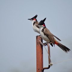 Bulbul