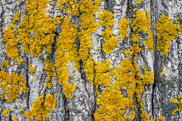 Yellow lichen on tree trunk bark background. Close-up moss texture on tree surface. Selective focus. Copy space. - obrazy, fototapety, plakaty