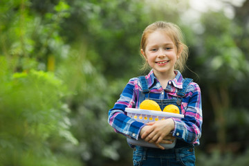 beautiful little girl in the greenhouse garden with a basket with lemons in their hands