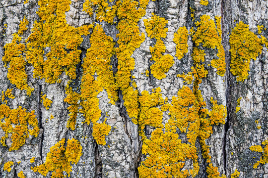 Yellow lichen on tree trunk bark background. Close-up moss texture on tree surface. Selective focus. Copy space.