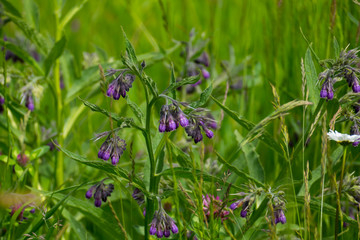 Beinwell Pflanze, mit lila, violett farbener Blüte, und grünen Blättern, auf der Wiese