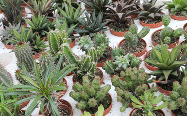many succulent plants