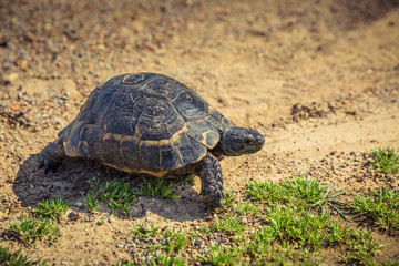 Turtle in wildlife. Turkey