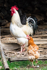 poule