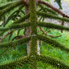 Monkey Puzzle Tree (Araucaria araucana), Beacon Hill Park, Victoria, British Columbia, Canada