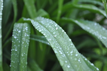 drops on green leaf