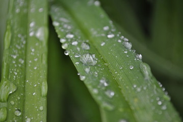 drops on green leaf