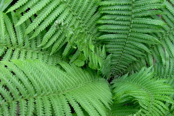 Green leaves of fern plant as nature background. Wild or garden tropical grass or forest landscape