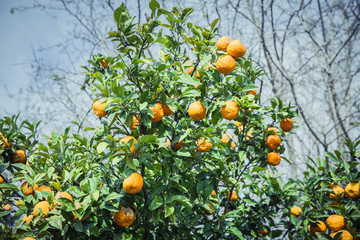 Mandarin garden - Trees with ripe fruits