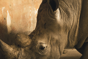 Rhinoceros in captivity