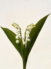 Maigloeckchen, Convallaria, majalis