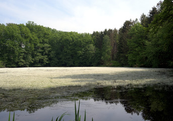 Blüte Wasser-Hahnenfuß auf dem Teich
