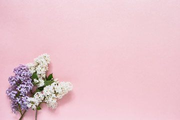 Colorful lilac flowers buquet on pink background. Copy space, top view. Holiday background