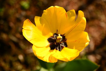 tulip yellow blooming in the sparkle of sunlight spring in warm morning