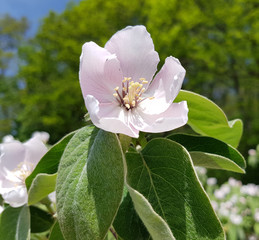 Obraz premium Quitte, Cydonia, Oblonga, Bluete,