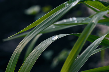 Fototapeta premium Morning dew on the grass in soft focus. Water drops on the leaf.