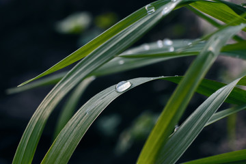 Morning dew on the grass in soft focus. Water drops on the leaf.