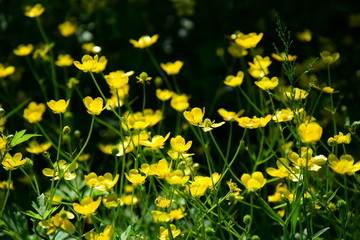 Gelbe Butterblumen - Sommerblumen - Blumenwiese
