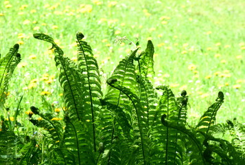 Farnblätter - Farnwedel