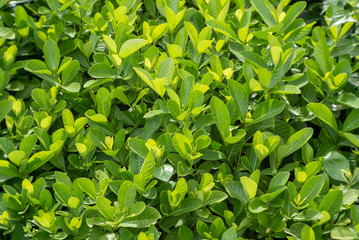 green leaves background