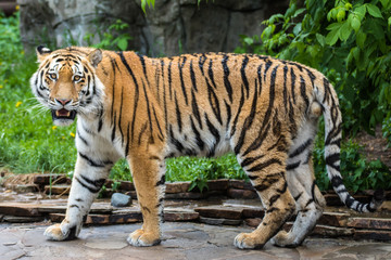 The Amur tiger