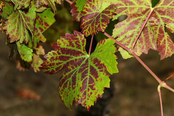 Rotes Weinlaub im Herbst, Vitis vinifera