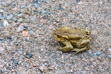 Frog on the pebbles.
