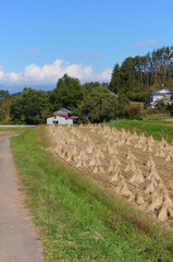 Fototapeta na wymiar Paddy field Rice cultivation harvest in japan