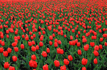Obraz premium Red tulip field large, red flowers with green leaves. Background of flowers.