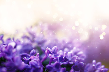Fototapeta na wymiar Fantasy lilacs flowers close-up on blurred background with soft focus effect and glowing bokeh. For this photo applied blurring.