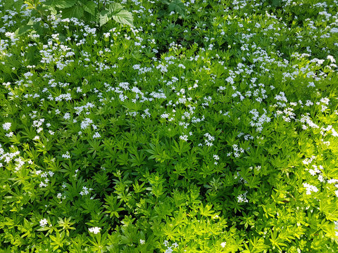 Waldmeister, Galium, odoratum