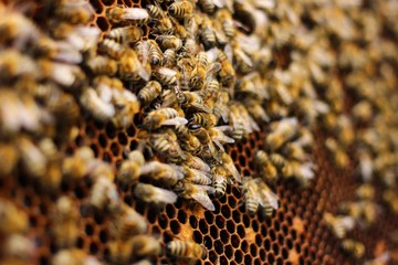 Bees on the honeycomb close-up