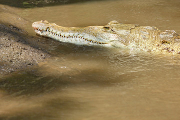 Swimming American Crocodile Portrait