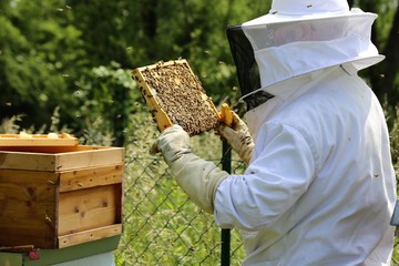 Beekeeper working on his beehive