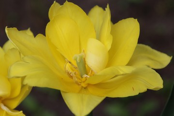yellow tulip bloomed