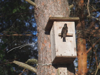 The Starling carries food to the Chicks in the birdhouse.