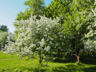 White apple tree is blooming in the park on the bright sunny day