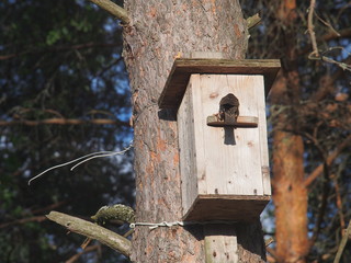 The Starling carries food to the Chicks in the birdhouse.