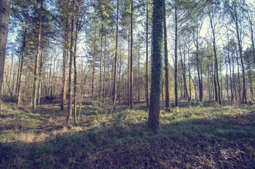 Fototapeta premium forest in autumn
