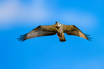 Wild bird Osprey. Osprey flying. Nature Background. Western Osprey.  Pandion haliaetus.