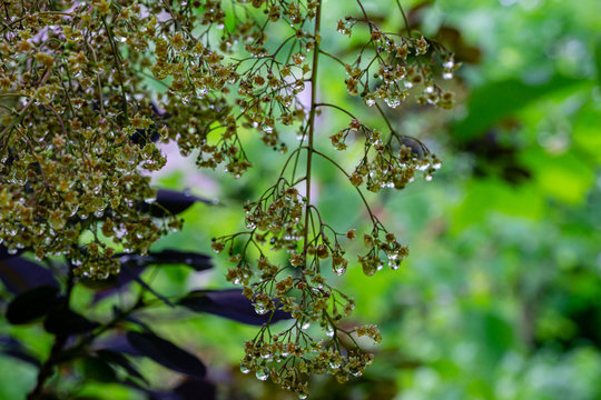 Graceful tiny flowers of Cotinus coggygria Royal Purple (Rhus cotinus, the European smoketree) covered with raindrops look like jewels on green boken. Nature as art. Natural design. Selective focus